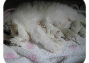 portée 4 chatons - Ginger - Chatterie Ragdolls du Val de Beauvoir